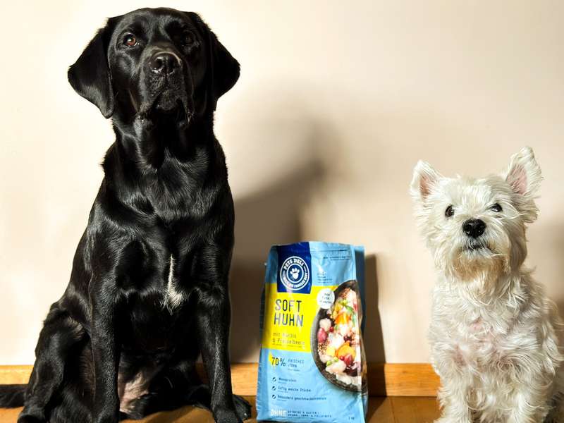 Westie und Labrador mit dem Futtersack von Pets Deli