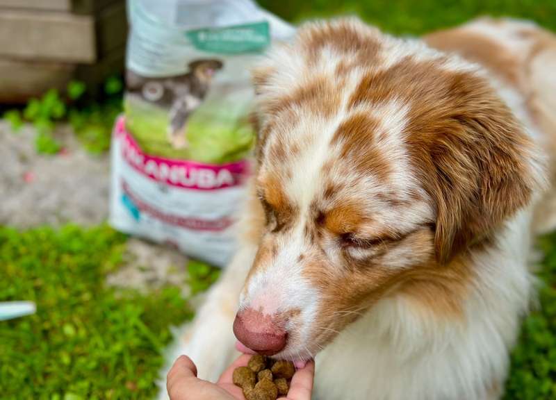 Luki schleckt an den Kroketten aus dem Eukanuba Futtersack