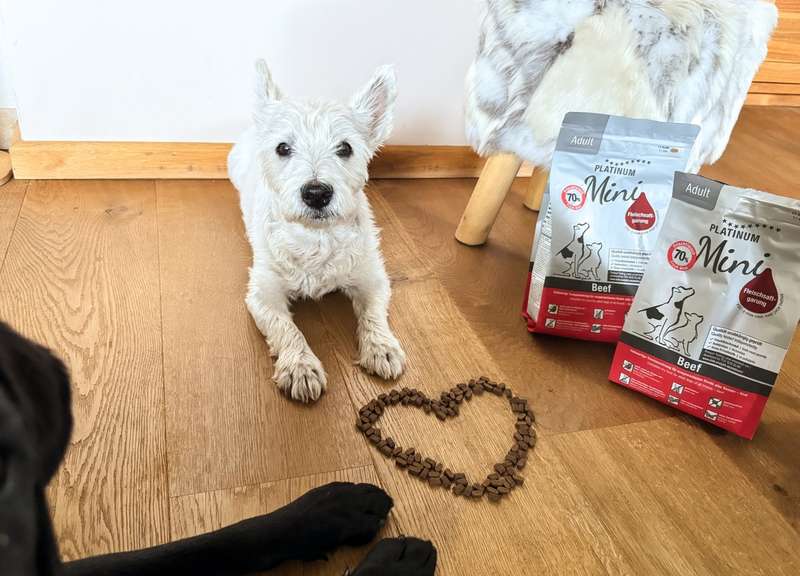 Romeo mit den PLATINUM Futtersäcken, ein Herz aus den Kroketten liegt vor Romeo