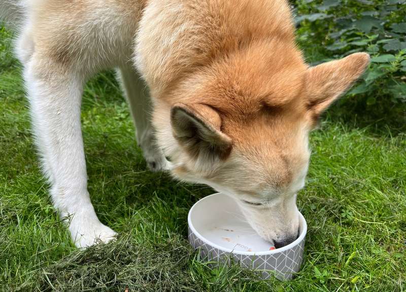 Kaya mit einem leeren Napf in der Wiese