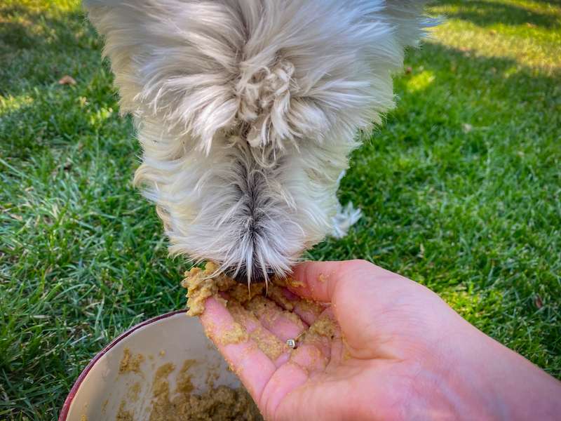 Romeo probiert das Trockenfutter ebenfalls 