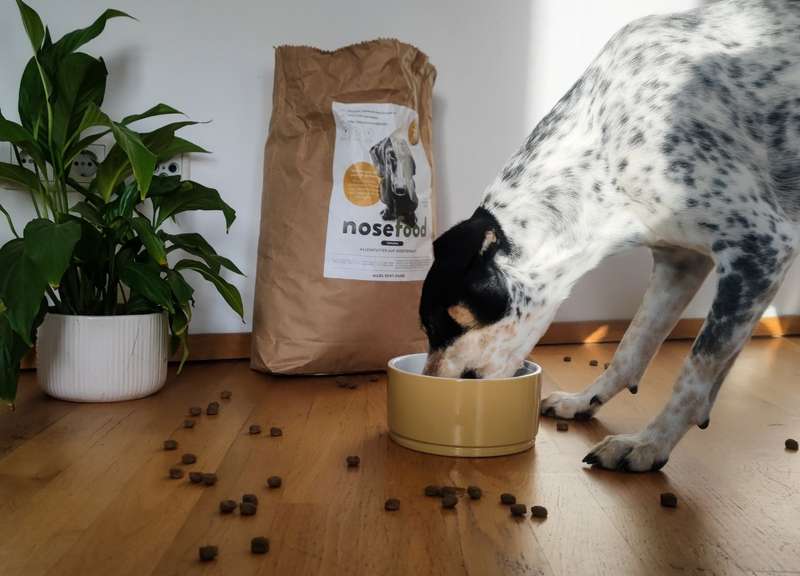 Ozzy frisst das nosefood Trockenfutter