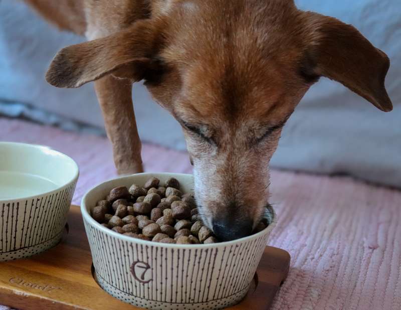 Futternapf mit WILDKIND Trockenfutter und Nova