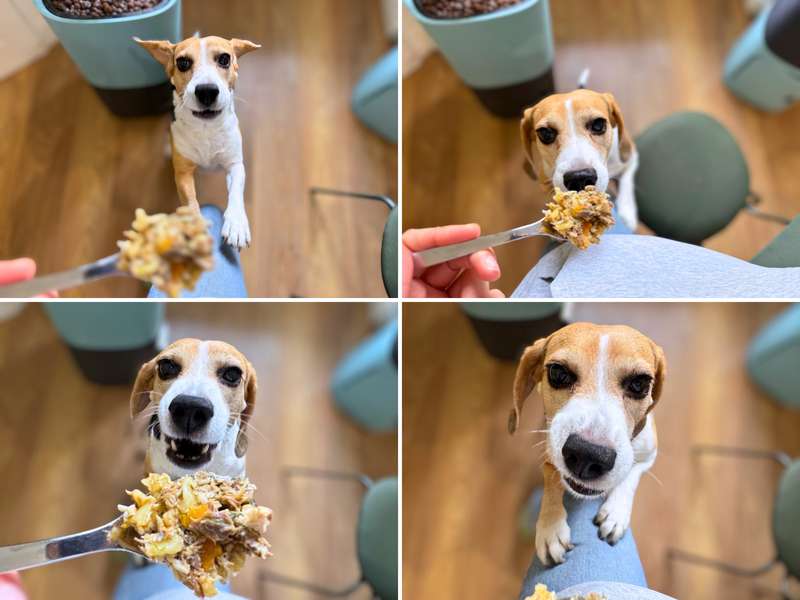 LuckyChef CookA Erfahrungen