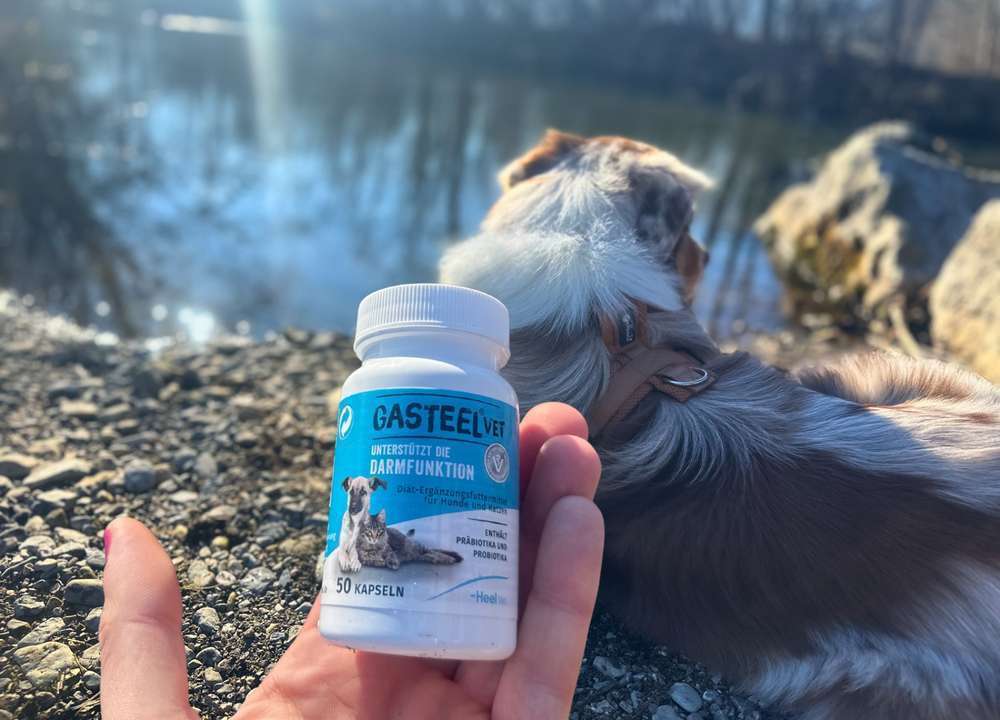 tests-Gasteel Vet von Heel Vet im Dogorama Futtertest | Darmgesundheit des Hundes unterstützen-Bild