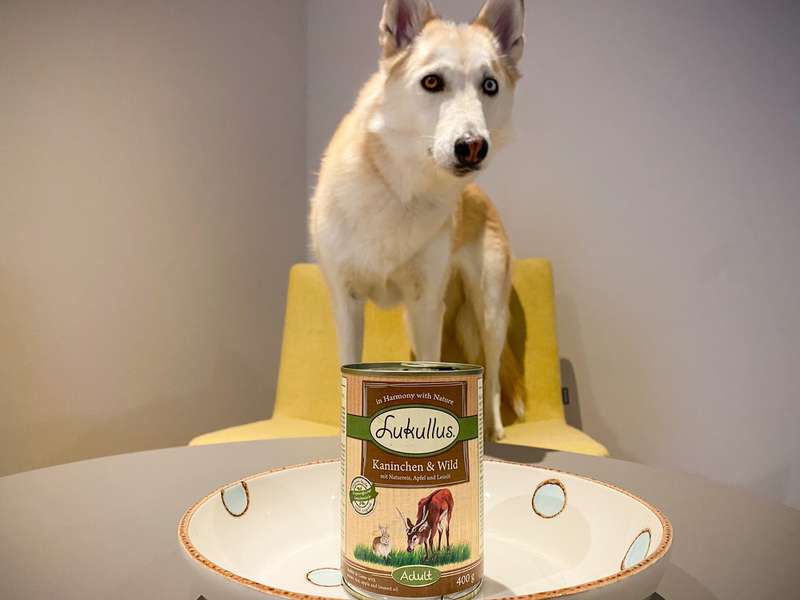 Kaya testet das Nassfutter Kaninchen & Wild von Lukullus