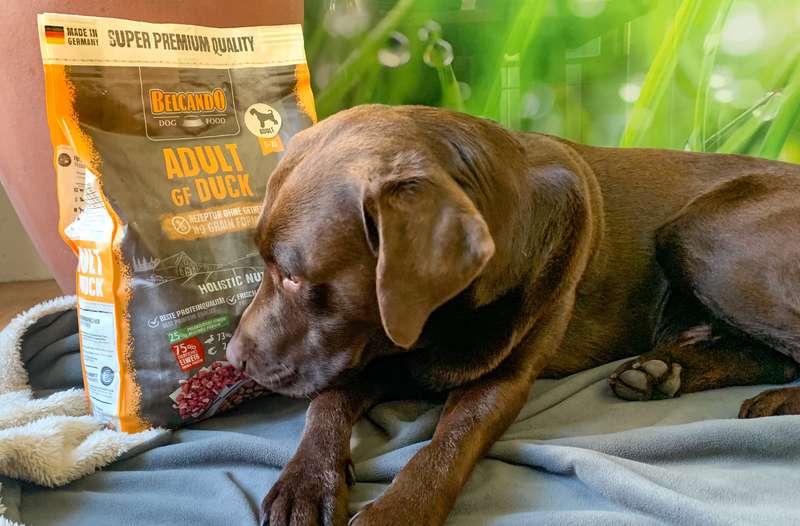 Henri mit dem BELCANDO ADULT GF DUCK Trockenfutter