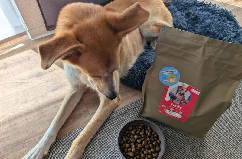 Bild von Fénix mit dem Just Russel Trockenfutter Von oben auf Futter und Hund