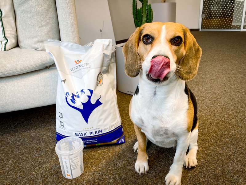 Test-Beagle Emma und das Trockenfutter von Vet Concept