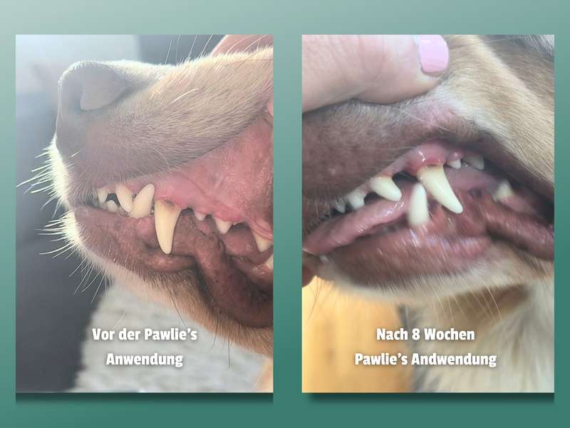 Vorher Nachher Vergleich Dentalspray Pawlie&lsquo;s