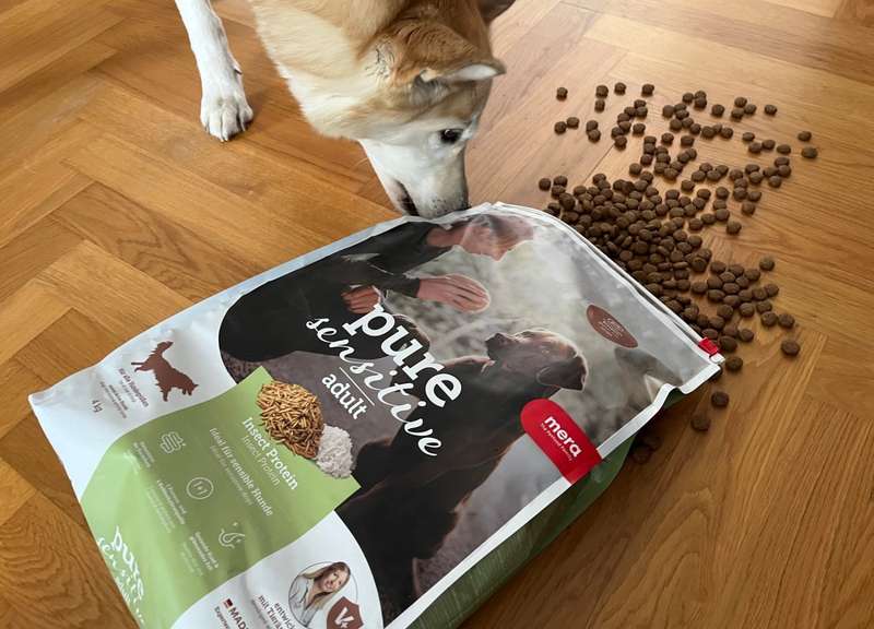 Kaya neben dem Futtersack von mera, Kroketten ausgeschüttet