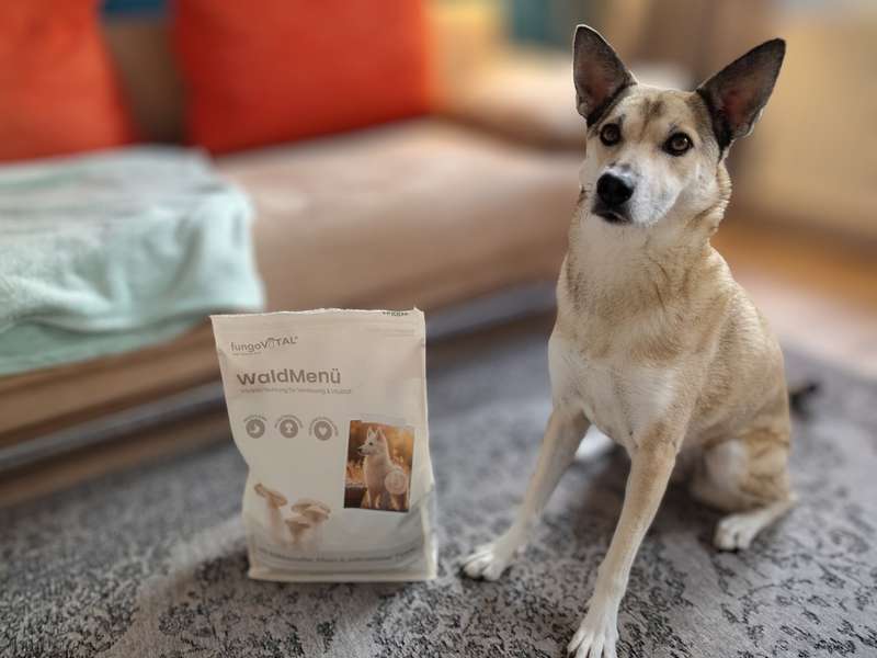 fungoVITAL WaldMen&uuml; Trockenfutter im Test mit Hund mit Unvertr&auml;glichkeiten