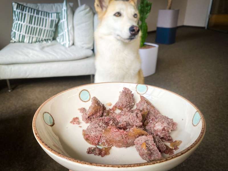 Das Nassfutter in einer Schüssel, Kaya schaut im Hintergrund darauf