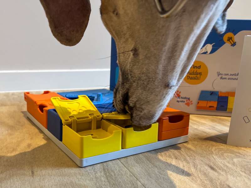 Dashi mit dem Pawzler