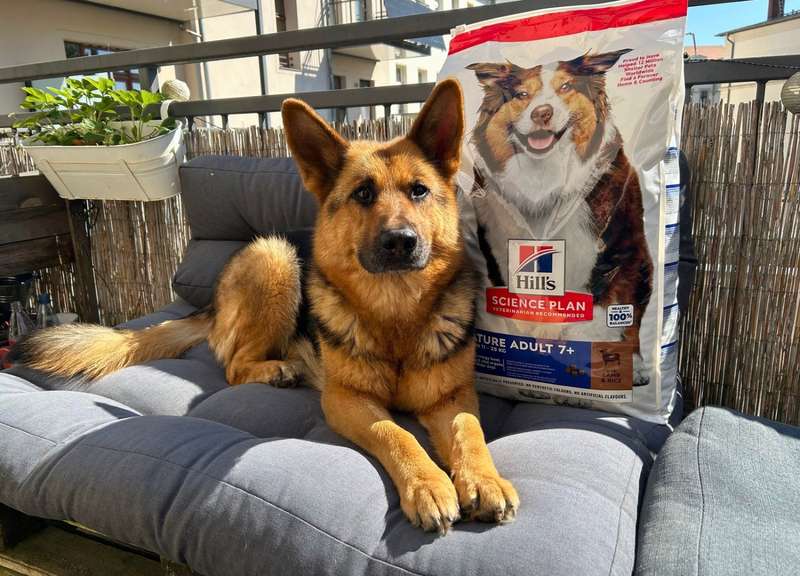 Schäferhund auf Terrasse mit Hill‘s Hundefutter