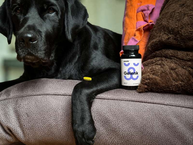Sali mit den paselo Gelenktabletten