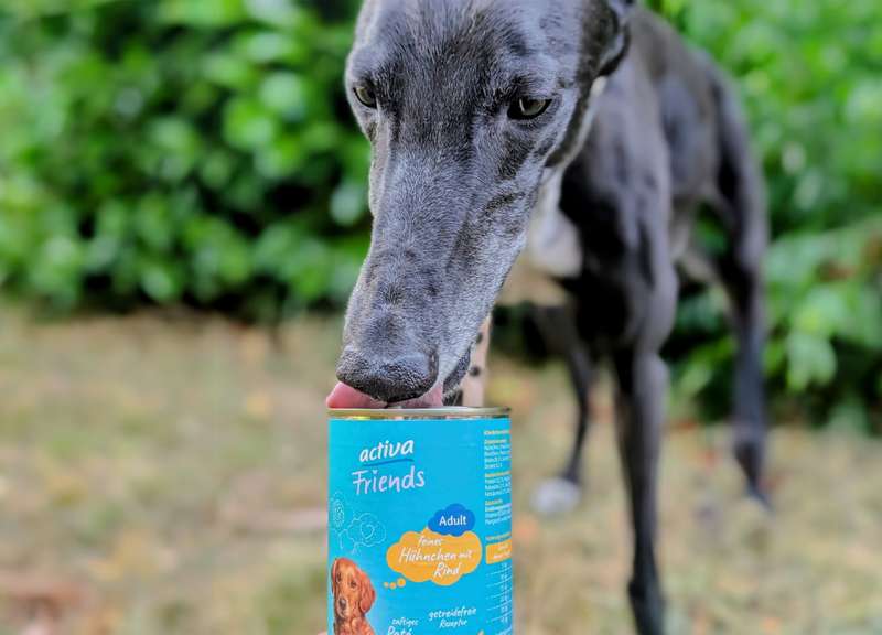 Newton schleckt am activaFriendsNF