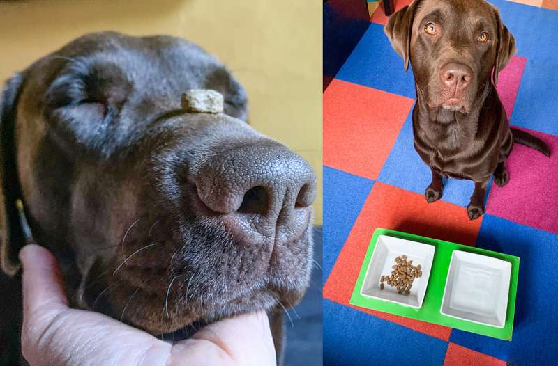 Henri mit dem BELCANDO ADULT GF DUCK Trockenfutter