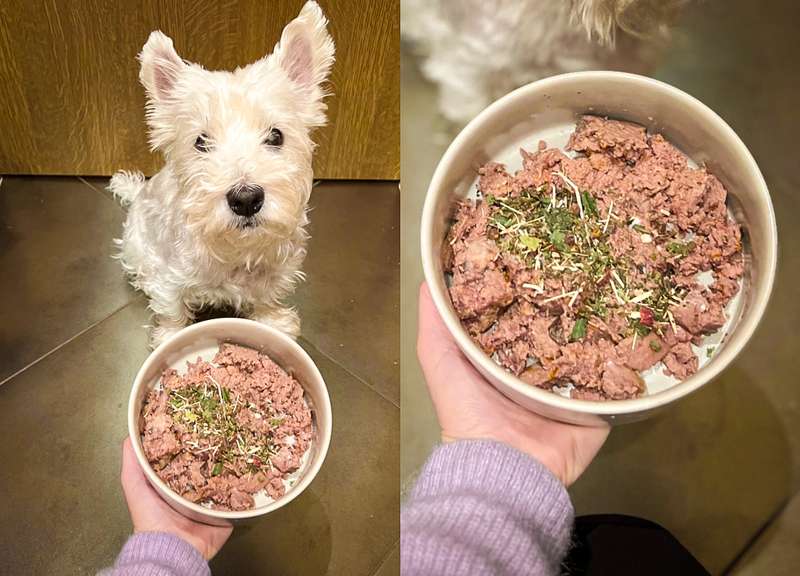 Westie mit der Hercules & Xena Kräutermischung über dem Futter