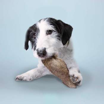 tests-Tierliebhaber Hirschohren mit Fell-Bild