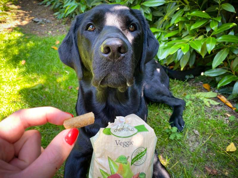 Sali darf nun das Trockenfutter probieren