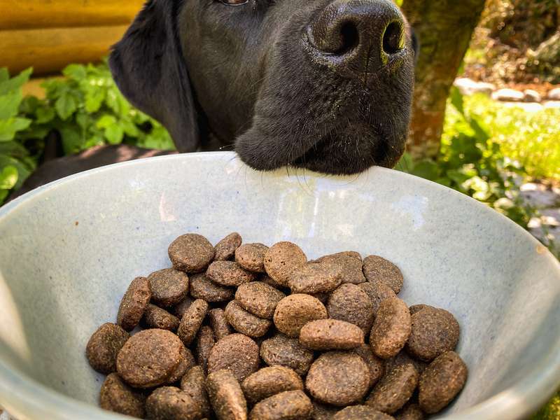 Nahaufnahme des Trockenfutters