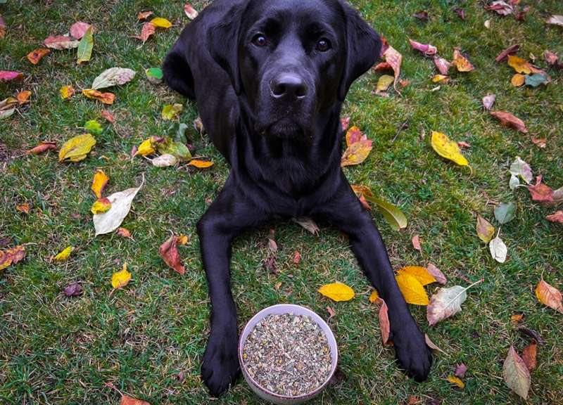 Labrador mit der Harmony Kräutermischung in einer Schüssel