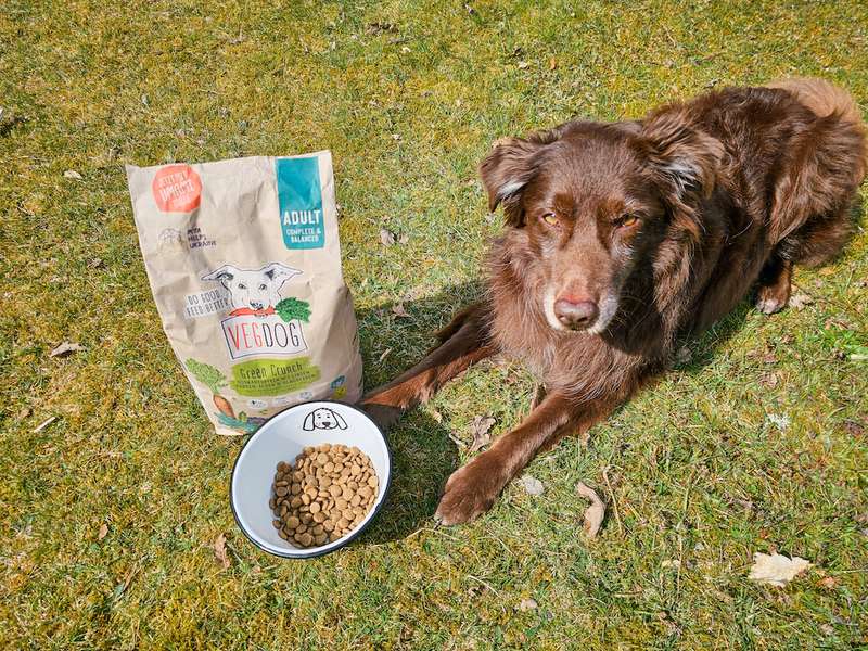 Dori mit dem Napf voll Green Crunch von VEGDOG 