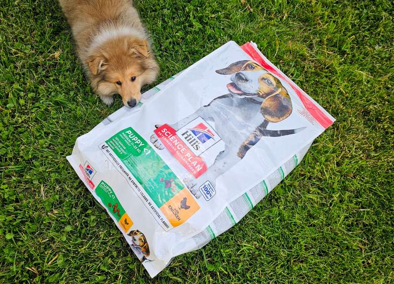 Collie Welpe liegt auf Hill‘s Trockenfutter 