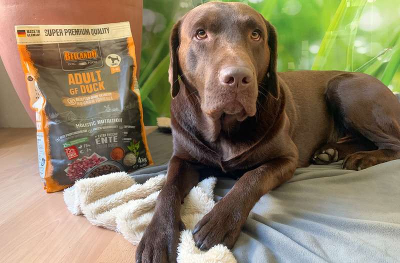 Henri mit dem BELCANDO ADULT GF DUCK Trockenfutter
