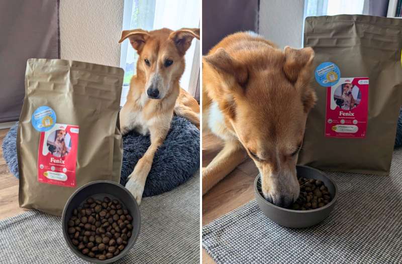 Collage 2 Bilder von Fénix mit dem Just Russel Trockenfutter
