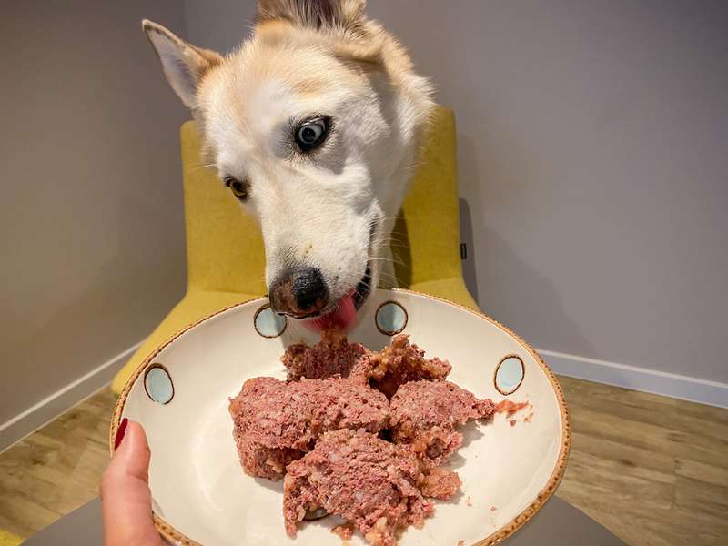 Kaya probiert das Nassfutter