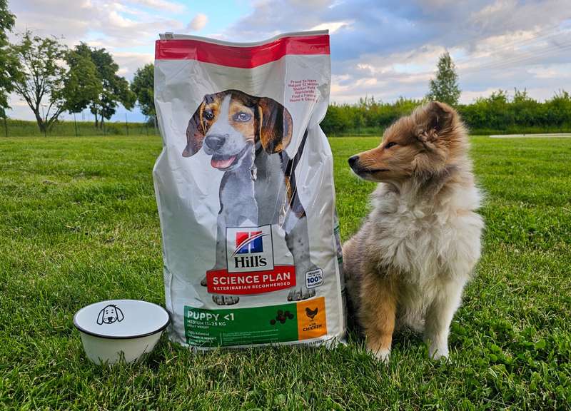 Collie Welpe mit Hill‘s Trockenfutter