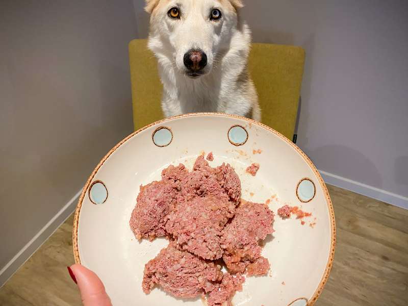 Das Nassfutter in einem Teller und Kaya im Hintergrund