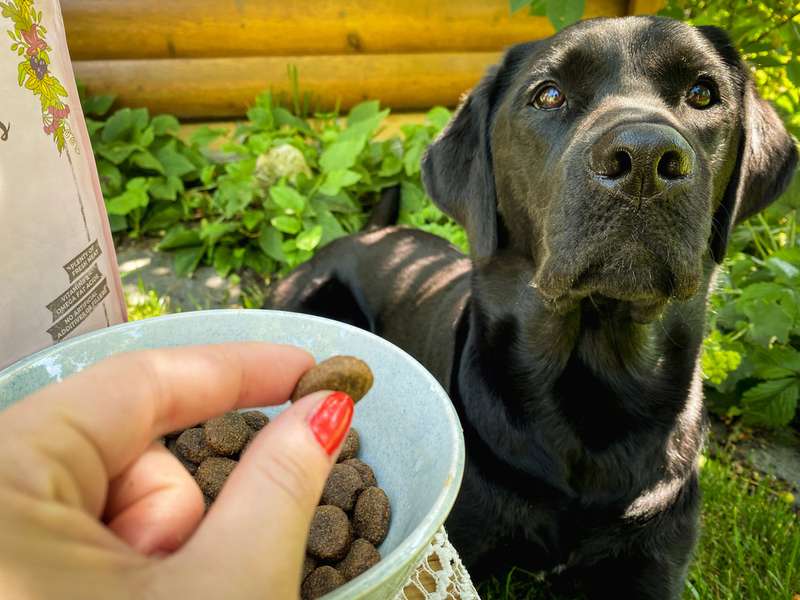 Trockenfutter und Krokette in der Hand