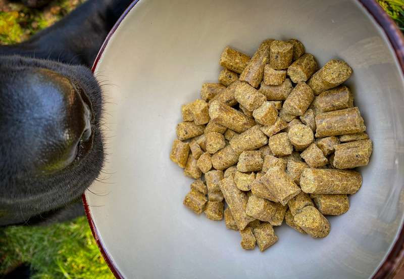 Das Trockenfutter in einer Schüssel