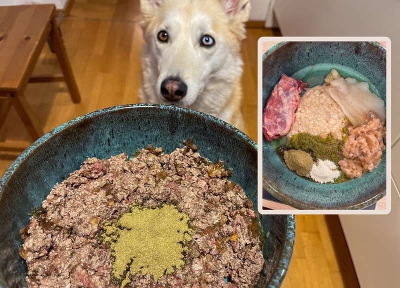 Bild mit kaya und dem Futternapf, auf dem das GelenkAkut Pulver zu sehen ist, dazu ein eingefügtes Bild von ihrem BARF Napf mit dem Pulver