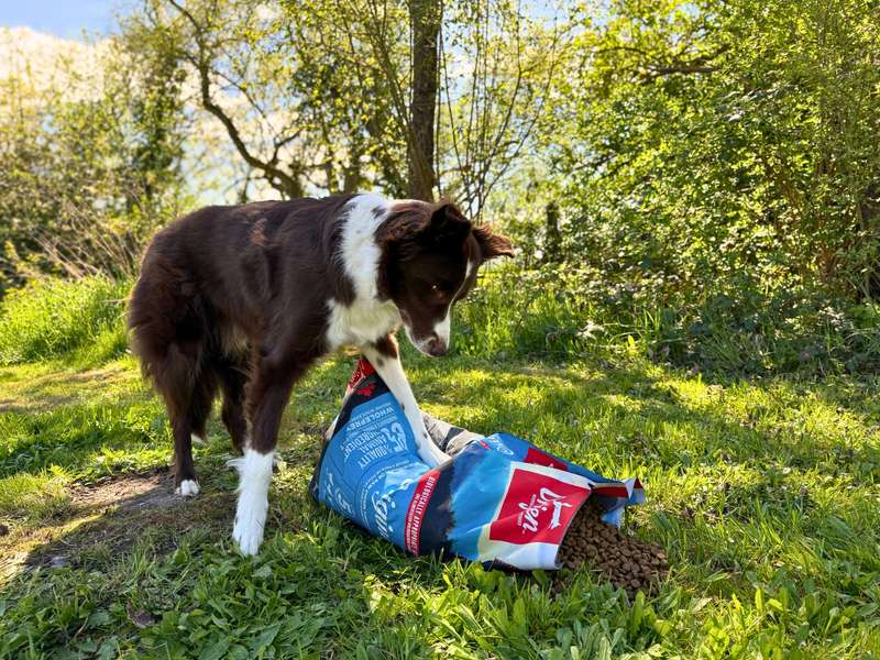 Kasper und das Orijen Original Trockenfutter im Test