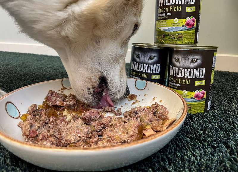 Kaya mit dem WILDKIND Green Field Nassfutter