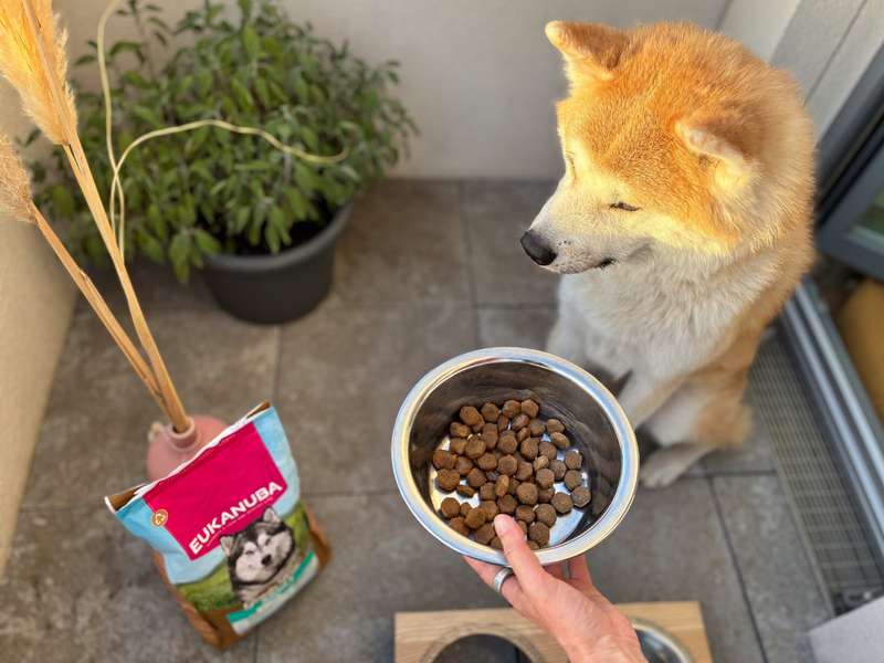 EUKANUBA Trockenfutter mit Seefisch getreidefrei im Test mit Akita Aiko