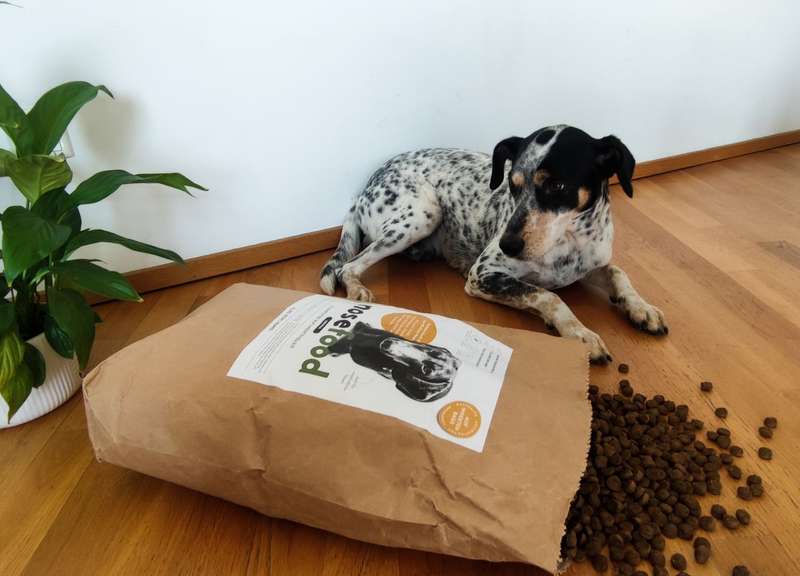 Ozzy mit dem ausgeschütteten Futtersack vor ihm