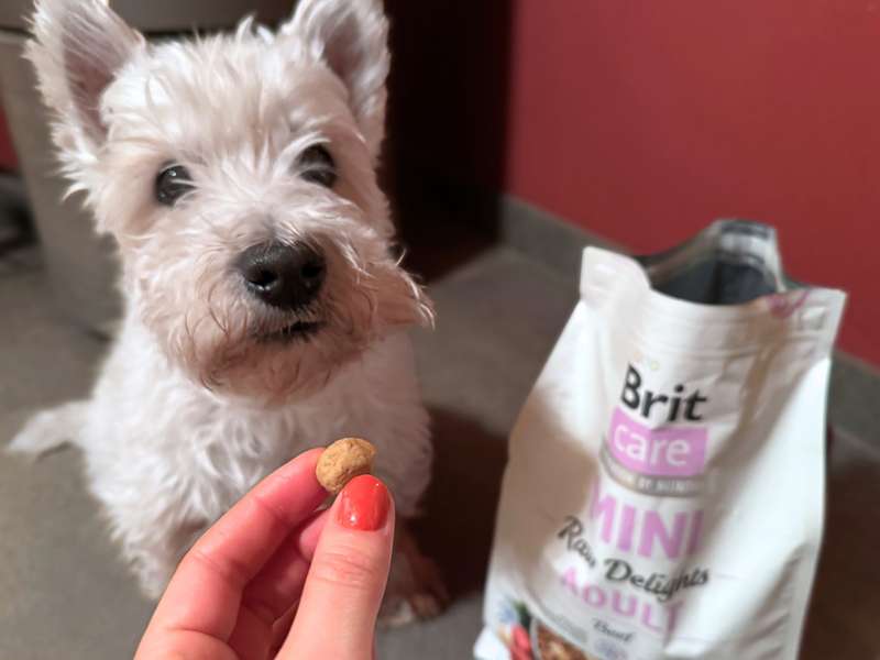 Brit Care Mini Trockenfutter f&uuml;r kleine Hunde Erfahrungen mit Westie Romeo