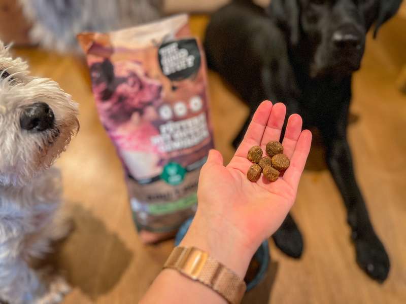 Die beiden Hunde warten auf die Kroketten, die in der Hand vor ihnen liegen