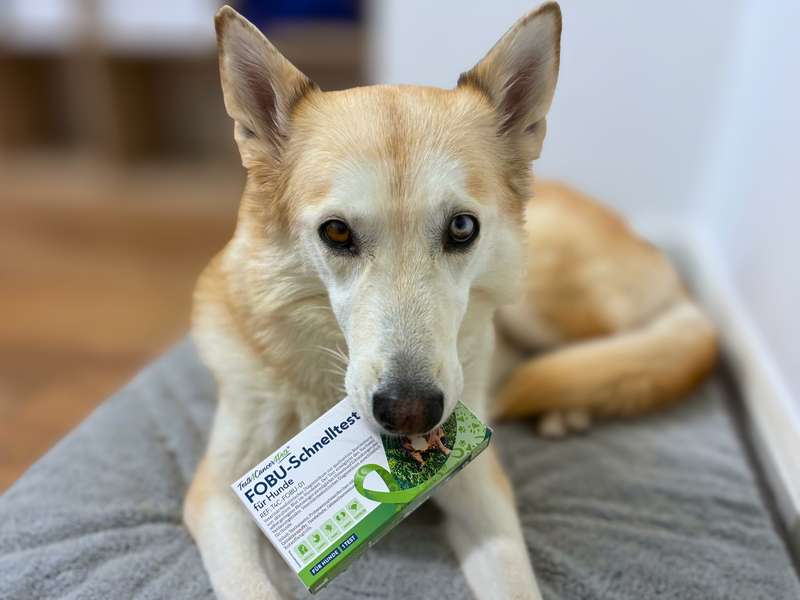 Blut im Kot bei BARF Hunden - Kaya im Bild mit FOBU Test