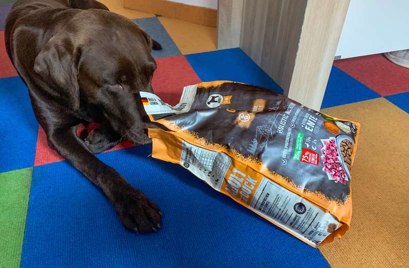 Henri mit dem BELCANDO ADULT GF DUCK Trockenfutter - Henri schnuppert in Beutel 