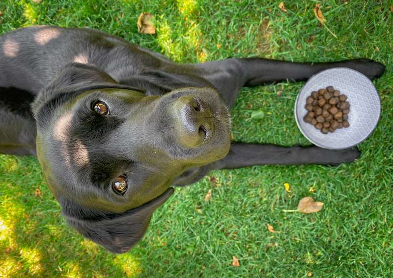 Labrador schaut neugierig, Futterschüssel steht vor dem Hund