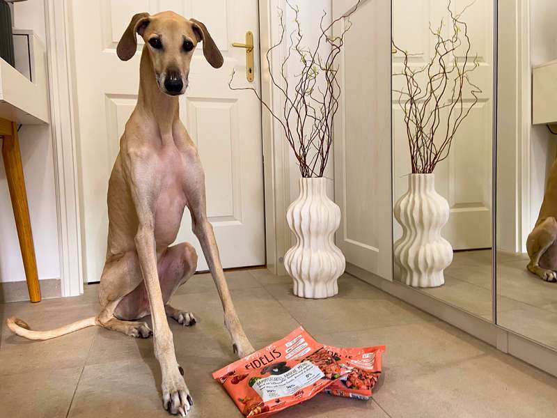 Fidelis Frischfutter im Test, Windhund testet frisches Hundefutter