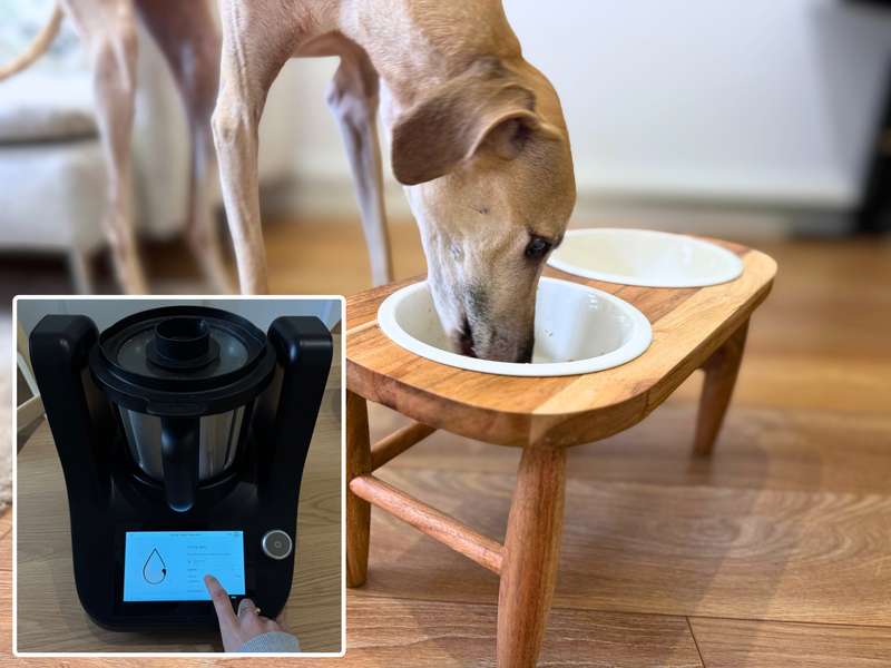 Erfahrung Akzeptanz selbstgekochtes Hundefutter