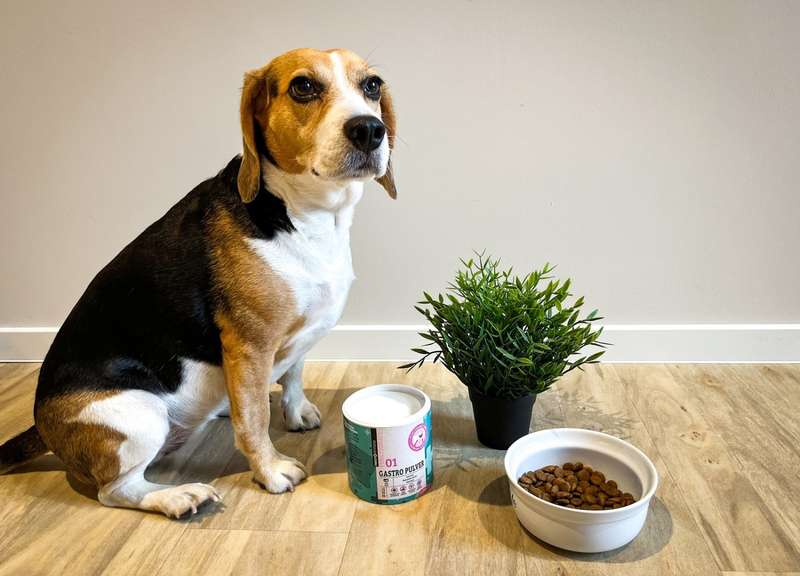 Emma mit dem gastro Pulver, Trockenfutter und einer pflanze 