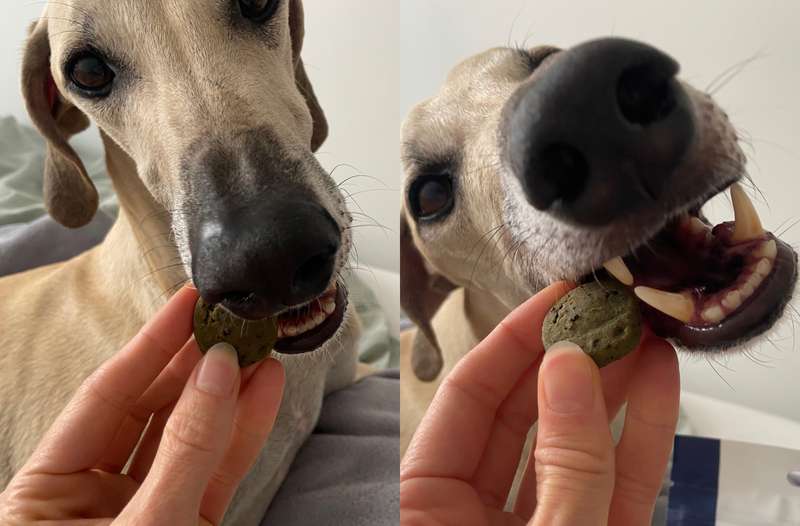 Zwei Bilder von Nadir mit dem Dental Care Snack von Dr.Clauder&lsquo;s